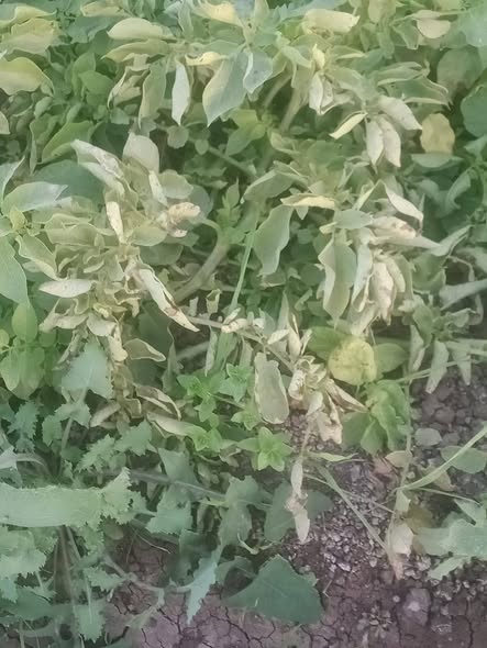 ممكن اعرف المرض اي